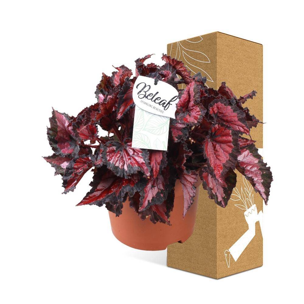 Begonia Beleaf 'Inca Night' 35cm - Plante d'intérieur- La Green Touch - Image 4