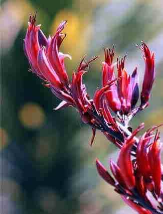 Sans Marque - Phormium tenax var. Purpurea (lin de nouvelle-zélande) Taille:Pot de 2 litres ? 30/40 cm - Couleur floraison:jaune et rouge - Image 4