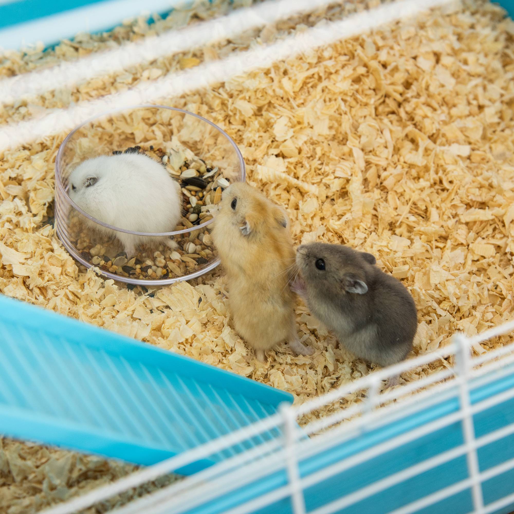 Pawhut - Grande cage à hamsters 5 niveaux - tunnels, abreuvoir, roue, maisonnette, échelles - dim. 59L x 36l x 69H cm - métal PP bleu blanc - Image 8