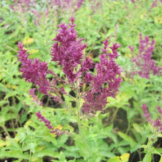 Sauge - Salvia nemorosa Schwellenburg Godet de 8/9 cm - Image 1