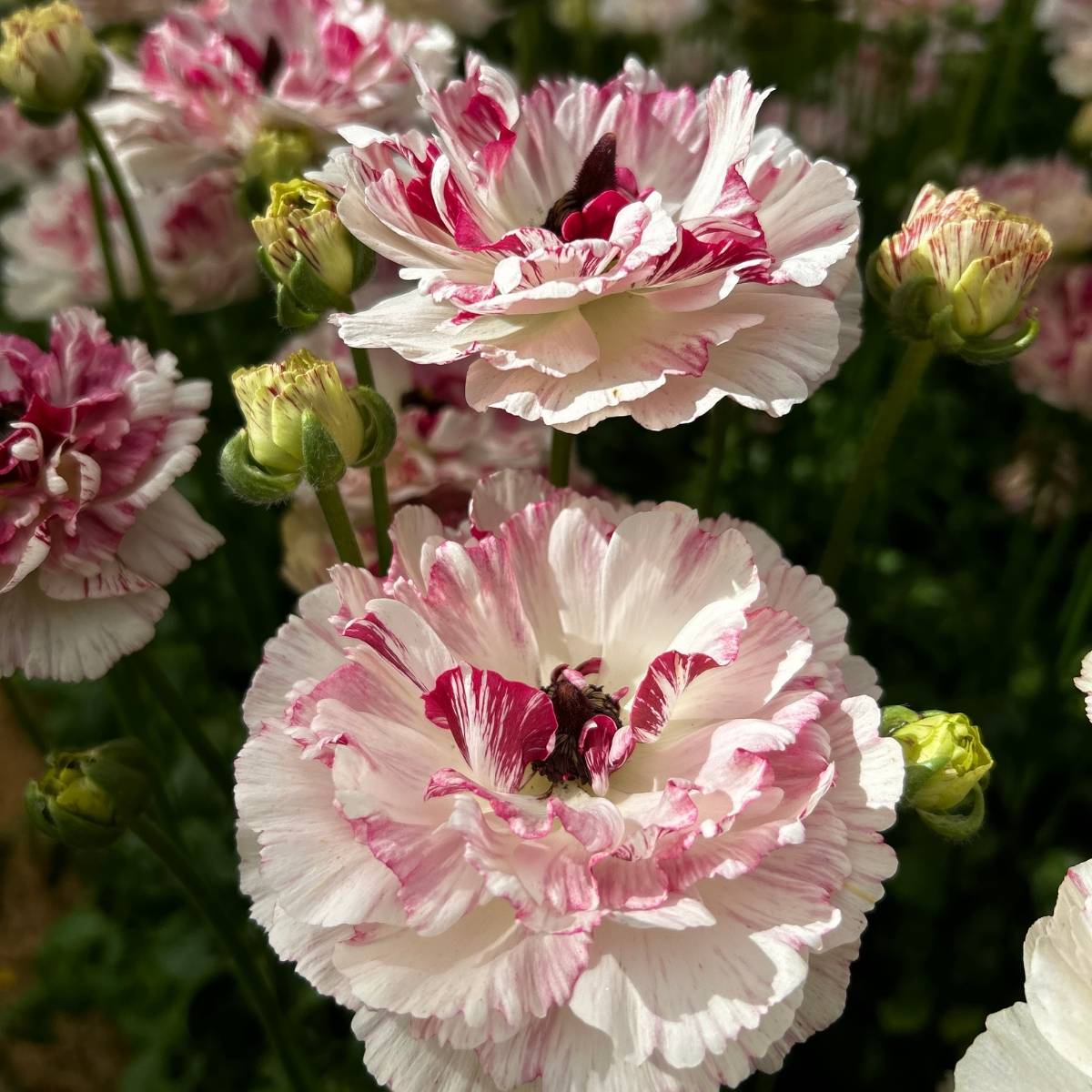 Promesse de Fleurs - Renoncule des fleuristes Brushmark Cesar – Ranunculus asiaticus Bulbe calibre 8+