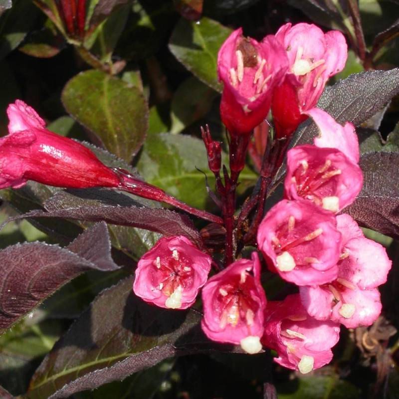 Weigela nain pourpre, Weigelia à fleurs Rose - feuillage Caduc - Pot de 1,5L - 10/20 cm-  hauteur à maturité De 0,50 m à 1,00 m - Image 2