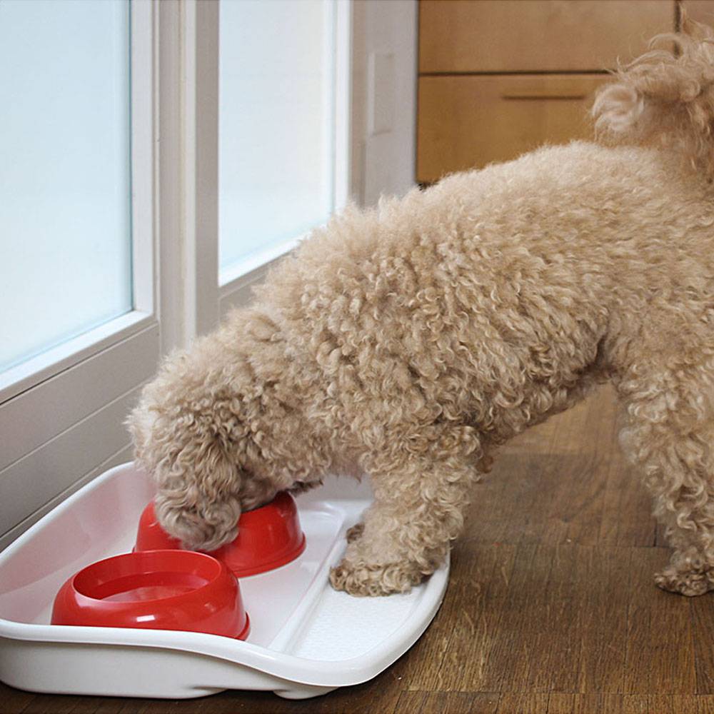 Ferplast - Ferplast Plateau avec écuelles pour chats et chiens LINDO Double écuelle pour animaux, base en plastique résistant, pieds anti-dérapant, 2 écuelles - Image 7