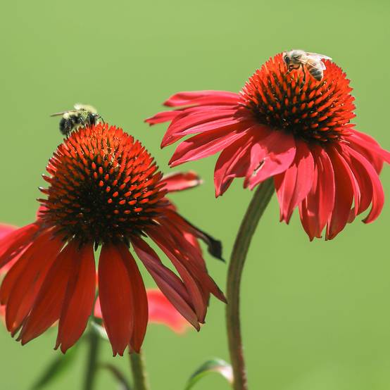 Echinacea Tomato Soup - Echinacée Godet de 8/9 cm