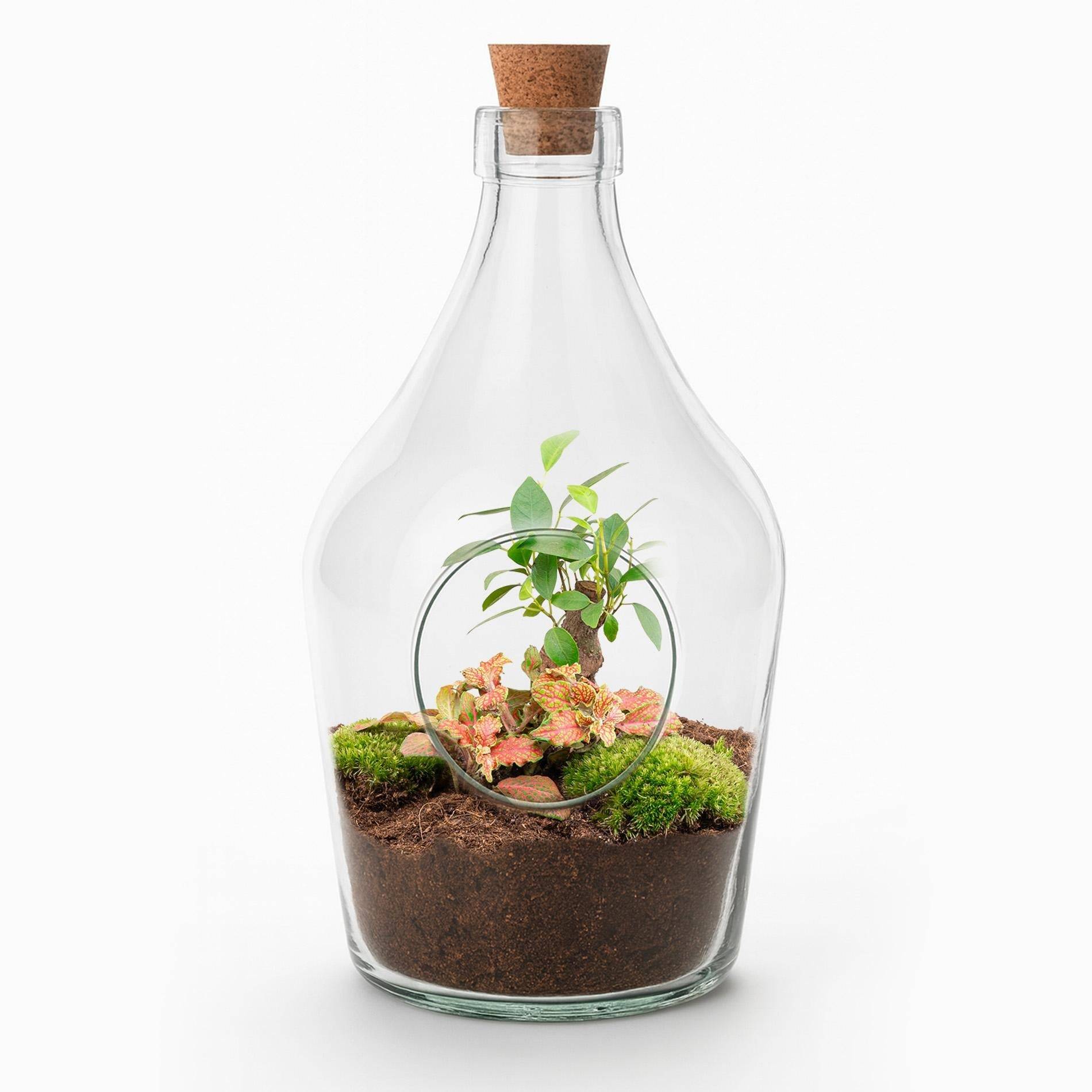 La Green Touch - Kit Terrarium Diy - H30cm - Image 3