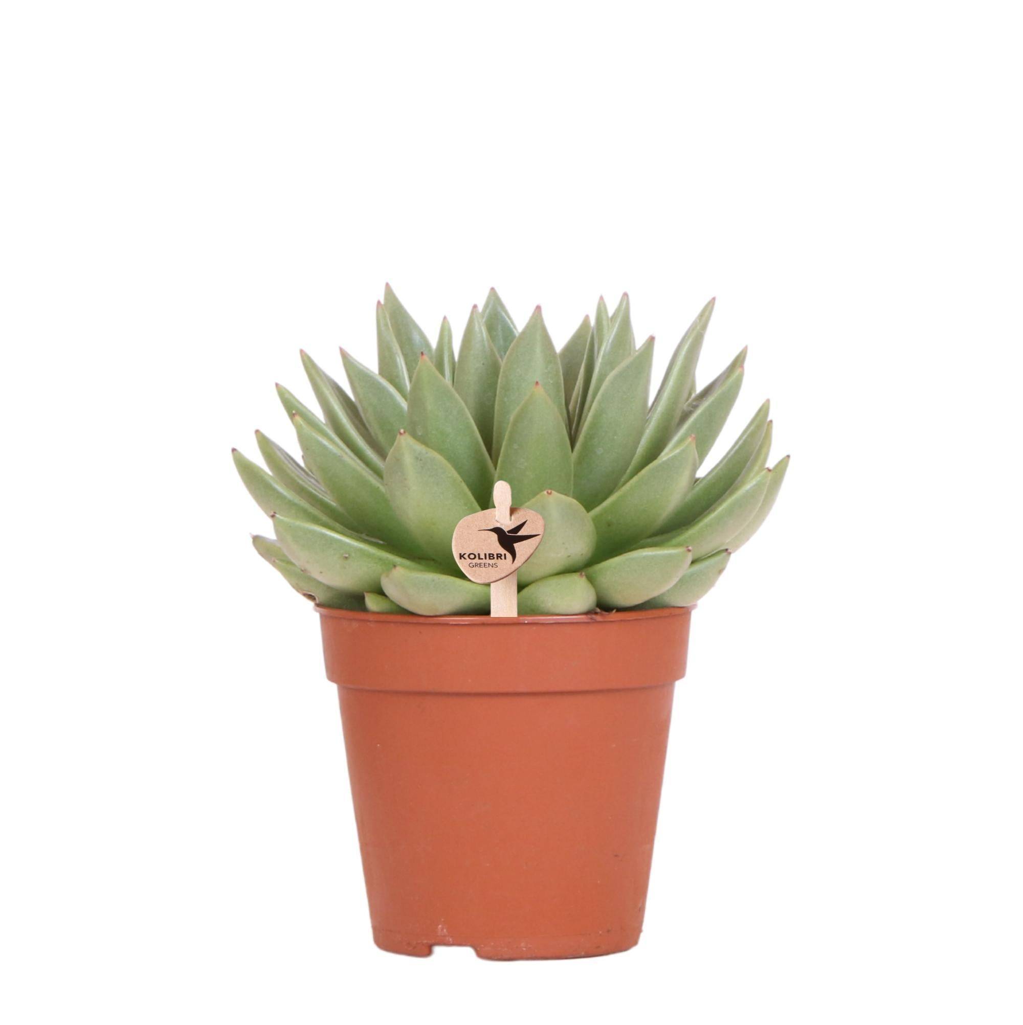 Echeveria Miranda h20cm - plante grasse d'intérieur- La Green Touch
