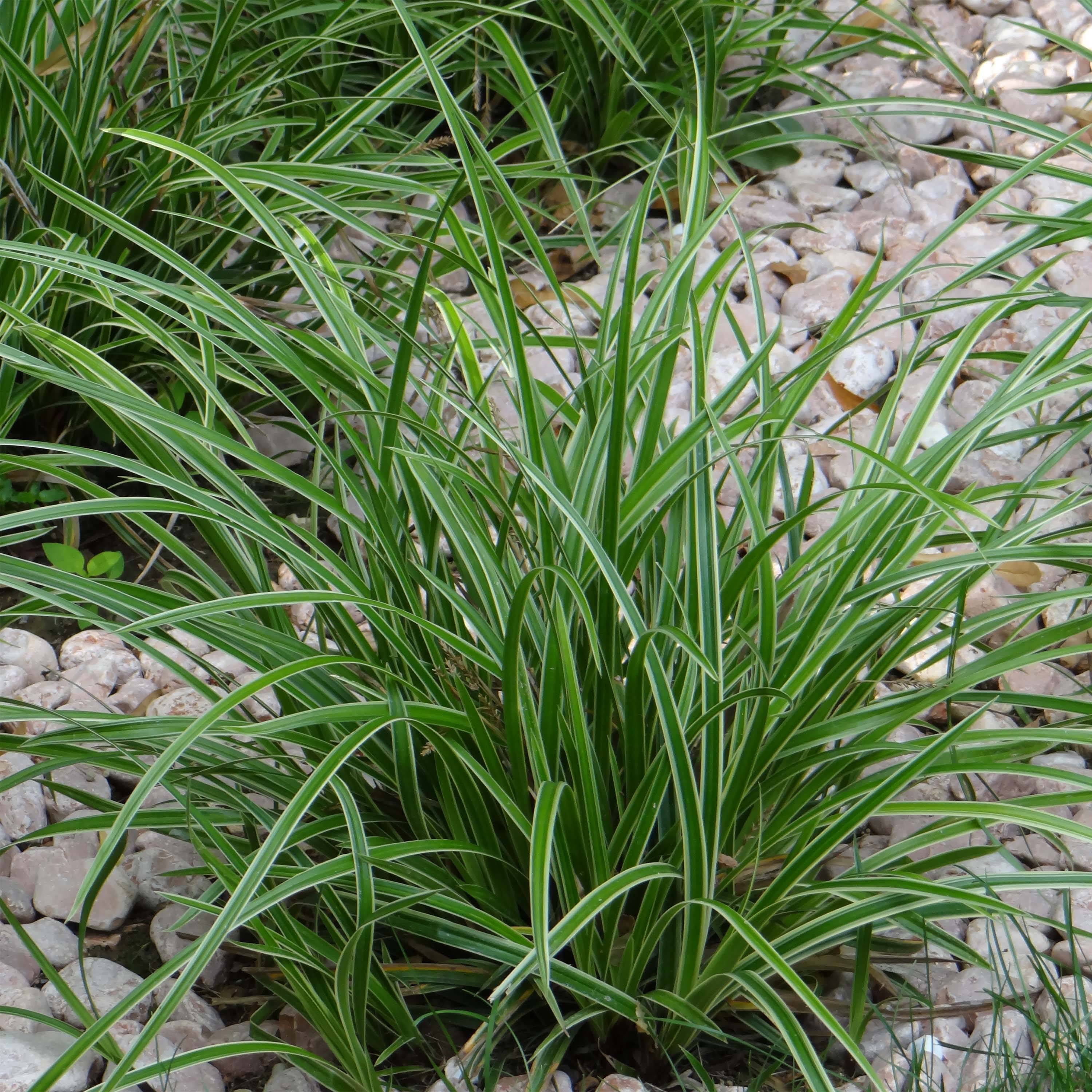Promesse de Fleurs - Carex morrowii Ice Dance - Laîche du Japon Mini-motte Ø 3/4 cm, Plant vert de 3 à 5 cm de haut environ (par 3)