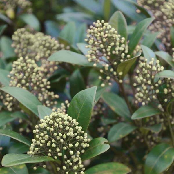 Promesse de Fleurs - Skimmia japonica Kew Green Pot de 2L/3L - Image 1
