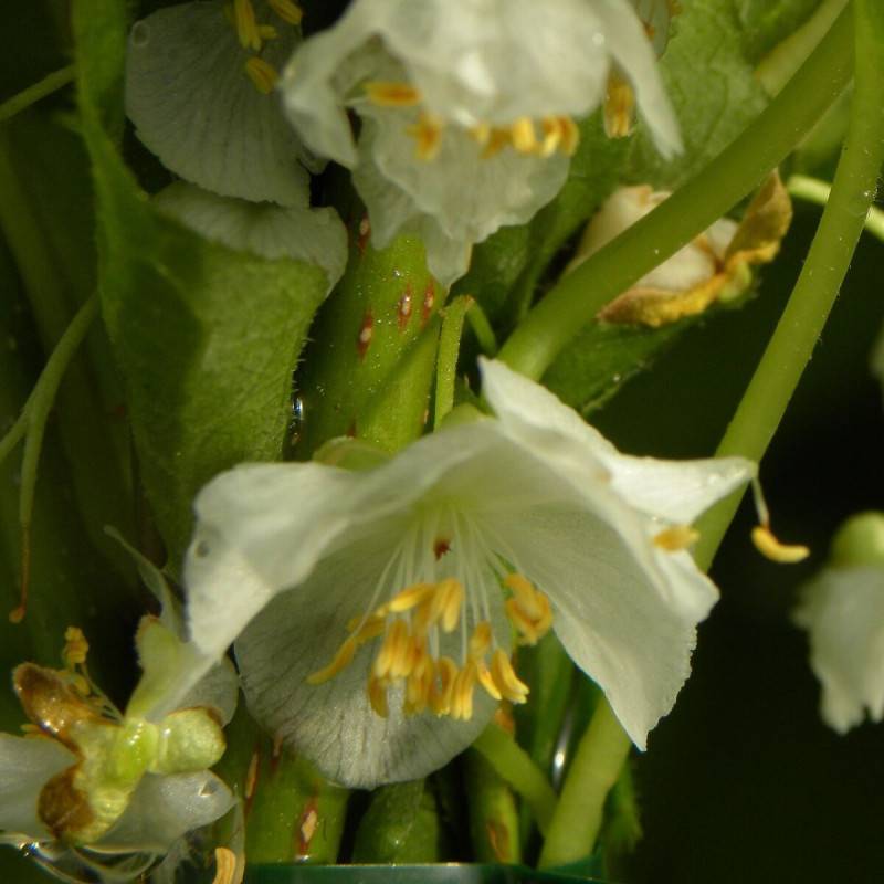 Kiwi arctique Adam (Mâle) à fleurs Blanche - feuillage Caduc - Godet - 5/20 cm-  hauteur à maturité De 3,00 m à 5,00 m - Image 1