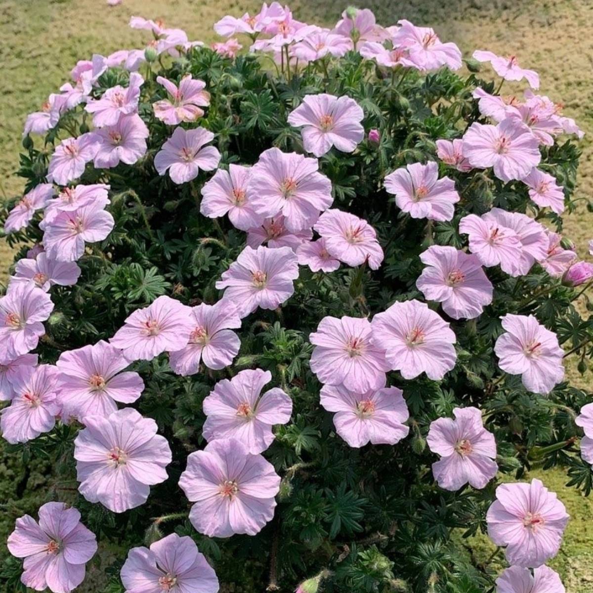 Promesse de Fleurs - Geranium vivace sanguineum Frivolius Pink Pot de 1,5L/2L