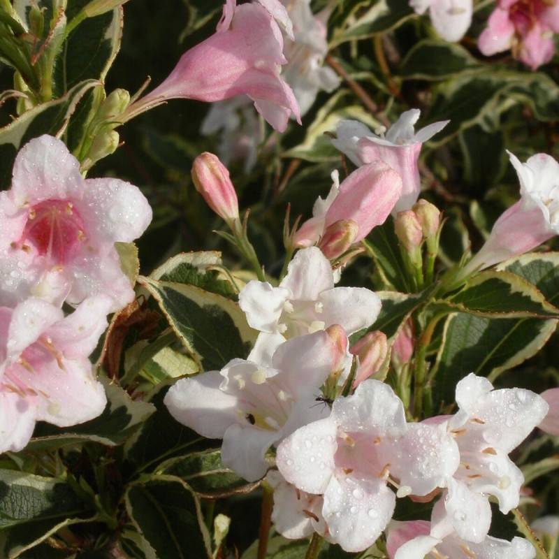 Weigela panaché, Weigelia à fleurs Rose - feuillage Caduc - Pot de 4L - 40/60 cm-  hauteur à maturité De 1,00 m à 1,50 m - Image 2