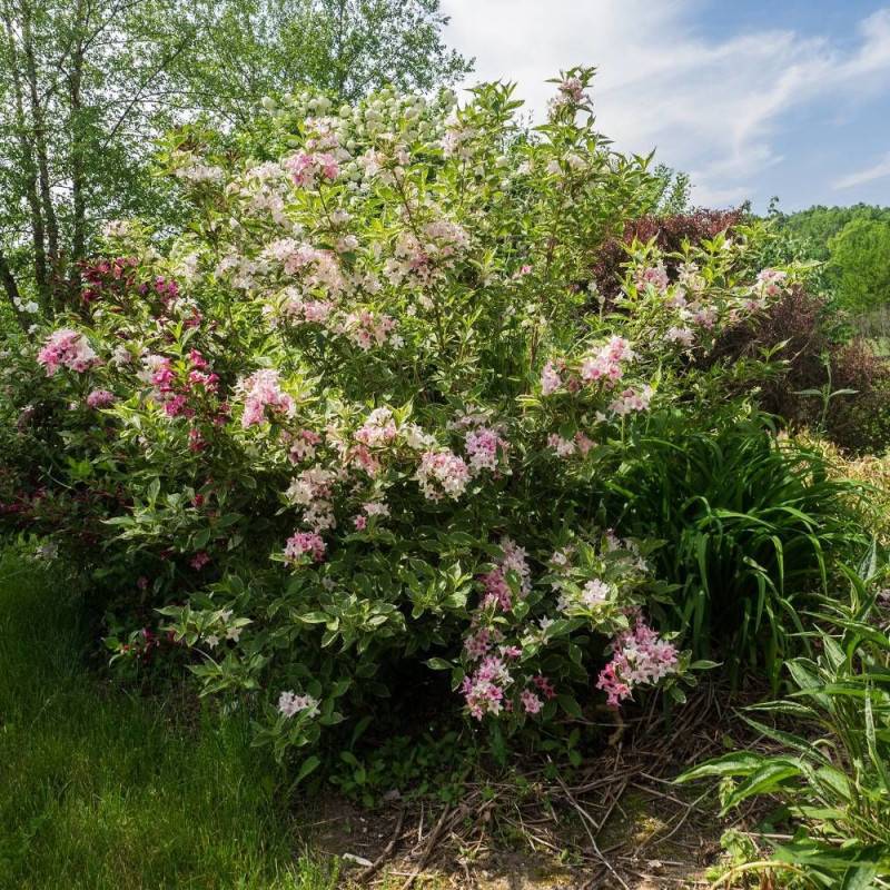 Weigela panaché, Weigelia à fleurs Rose - feuillage Caduc - Pot de 4L - 40/60 cm-  hauteur à maturité De 1,00 m à 1,50 m - Image 1