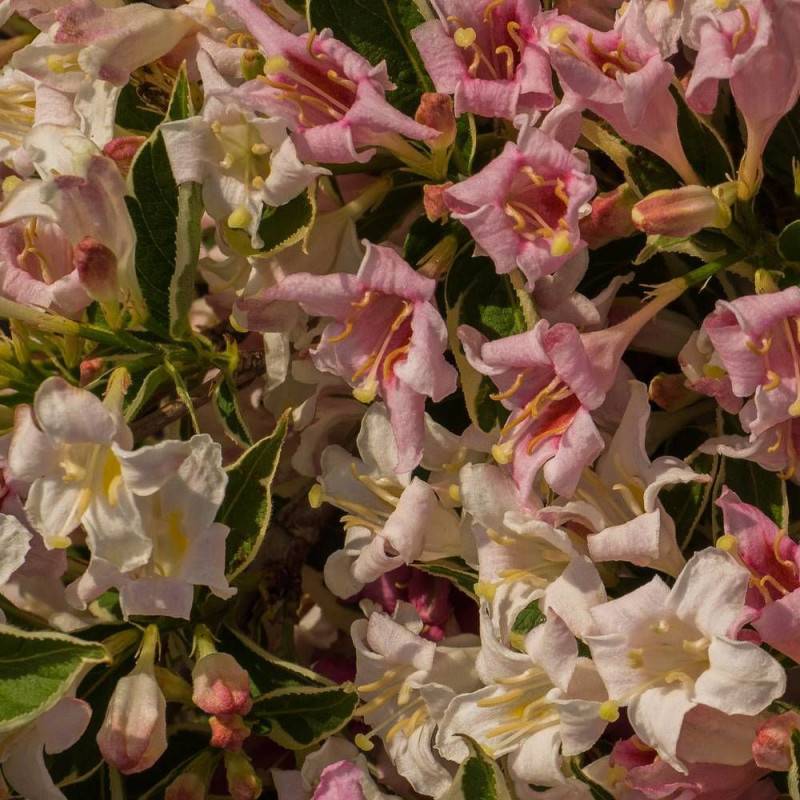 Weigela panaché, Weigelia à fleurs Rose - feuillage Caduc - Pot de 4L - 40/60 cm-  hauteur à maturité De 1,00 m à 1,50 m - Image 5
