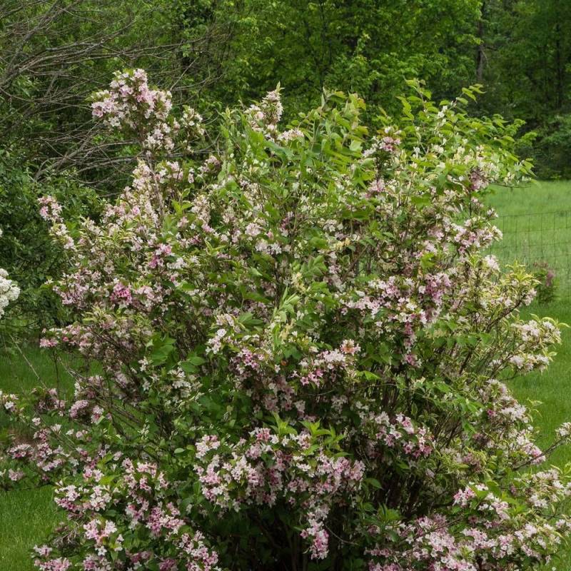 Weigela panaché, Weigelia à fleurs Rose - feuillage Caduc - Pot de 4L - 40/60 cm-  hauteur à maturité De 1,00 m à 1,50 m - Image 4