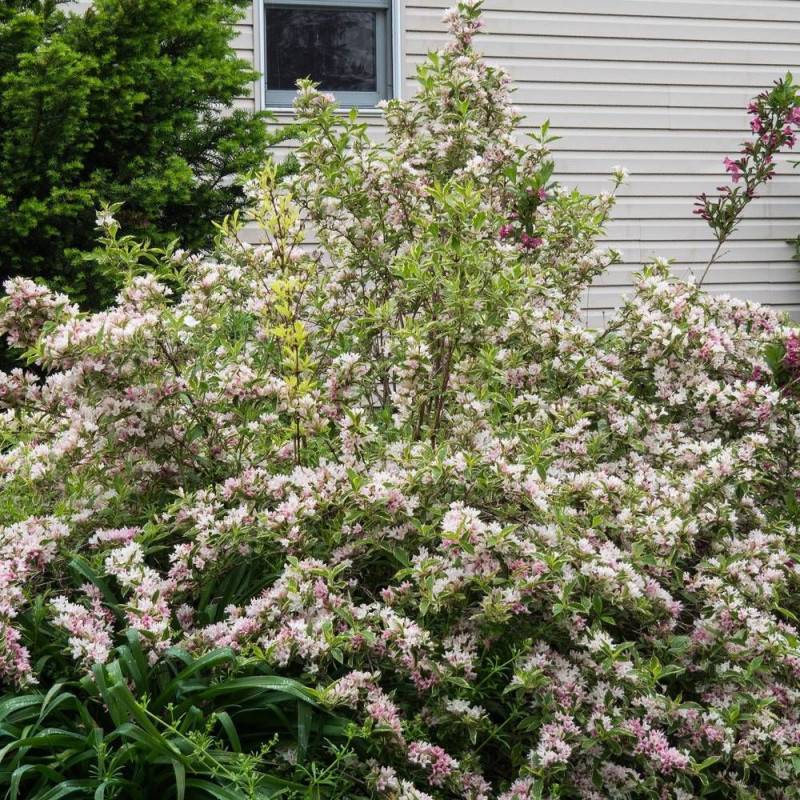 Weigela panaché, Weigelia à fleurs Rose - feuillage Caduc - Pot de 4L - 40/60 cm-  hauteur à maturité De 1,00 m à 1,50 m - Image 3