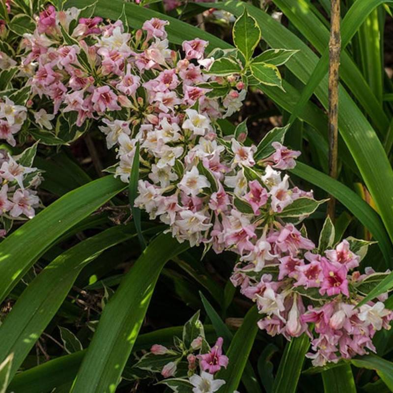 Weigela panaché, Weigelia à fleurs Rose - feuillage Caduc - Pot de 4L - 40/60 cm-  hauteur à maturité De 1,00 m à 1,50 m - Image 6