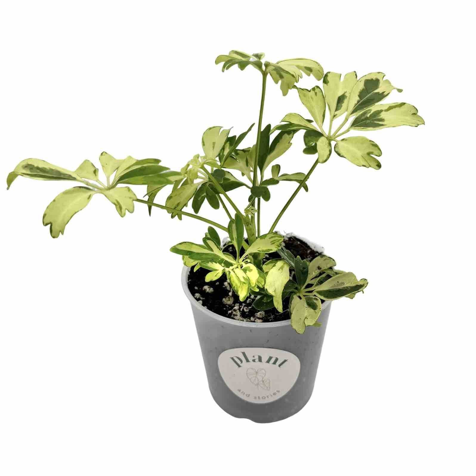 Schefflera Arboricola 'Janine' - Pot de 9cm - Plantes d'intérieur - Image 2