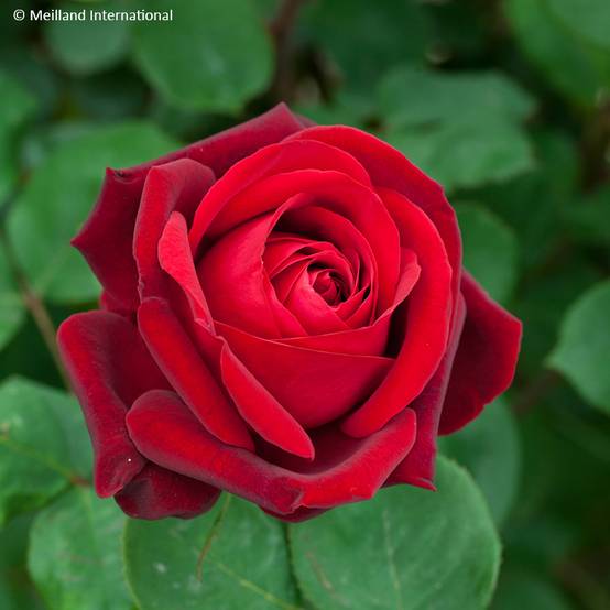 Promesse de Fleurs - Rosier à grandes fleurs Edith Piaf Racines nues en motte