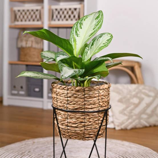 Aglaonema Silver Bay - D17 H75cm - Image 1