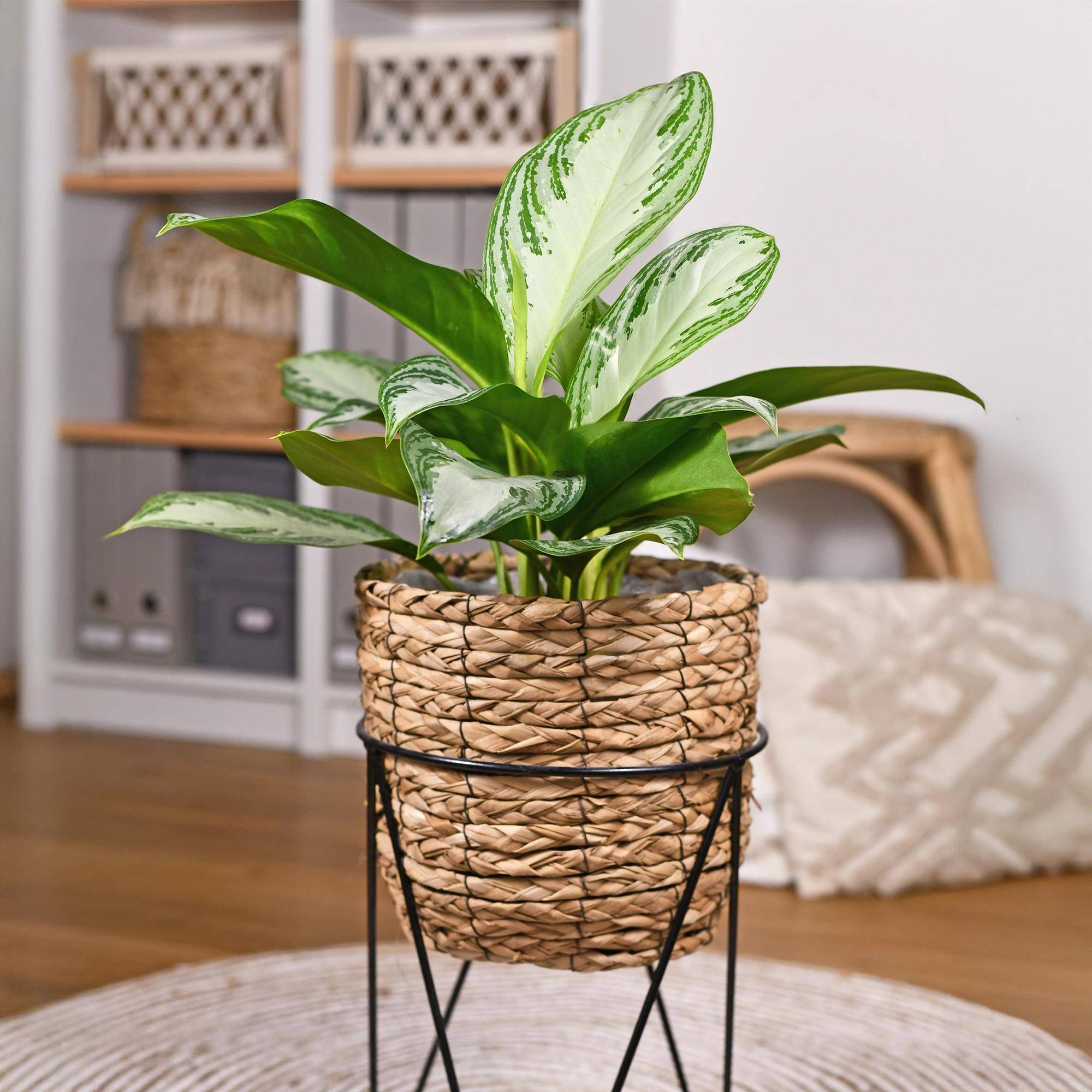 Aglaonema Silver Bay - D17 H75cm - Image 1