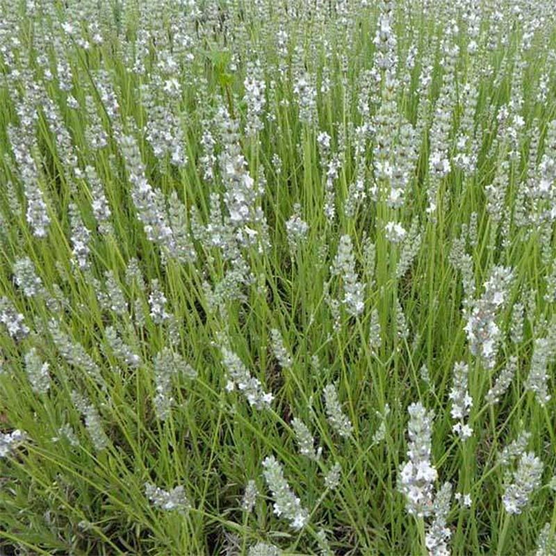 Promesse de Fleurs - Lavande angustifolia Silbermöwe Godet de 8/9 cm