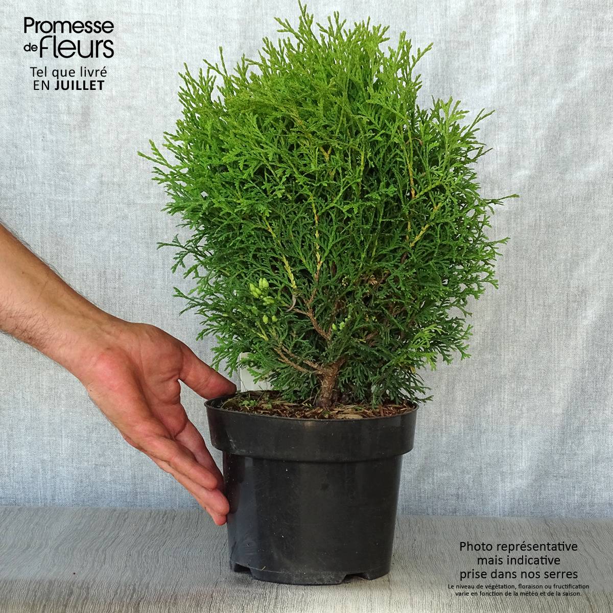 Thuya du Canada - Thuja occidentalis Tiny Tim Pot de 2L/3L - Image 2