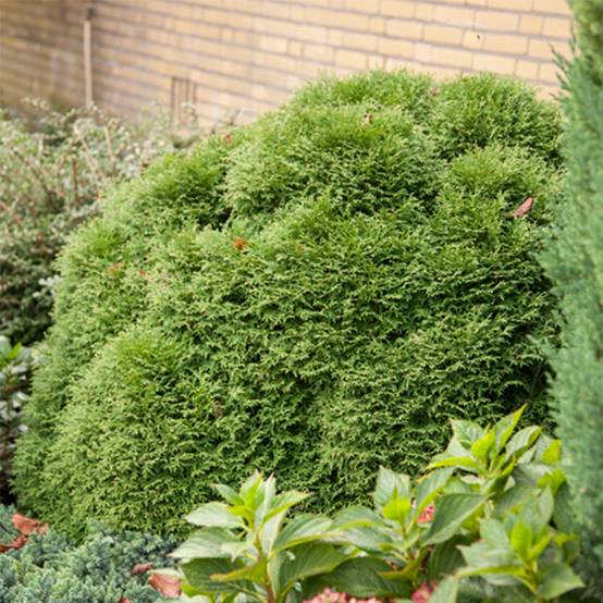 Thuya du Canada - Thuja occidentalis Tiny Tim Pot de 2L/3L - Image 1