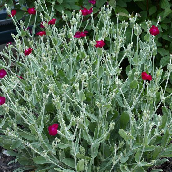 Lychnis coronaria Atrosanguinea - Coquelourde des Jardins Godet de 8/9 cm