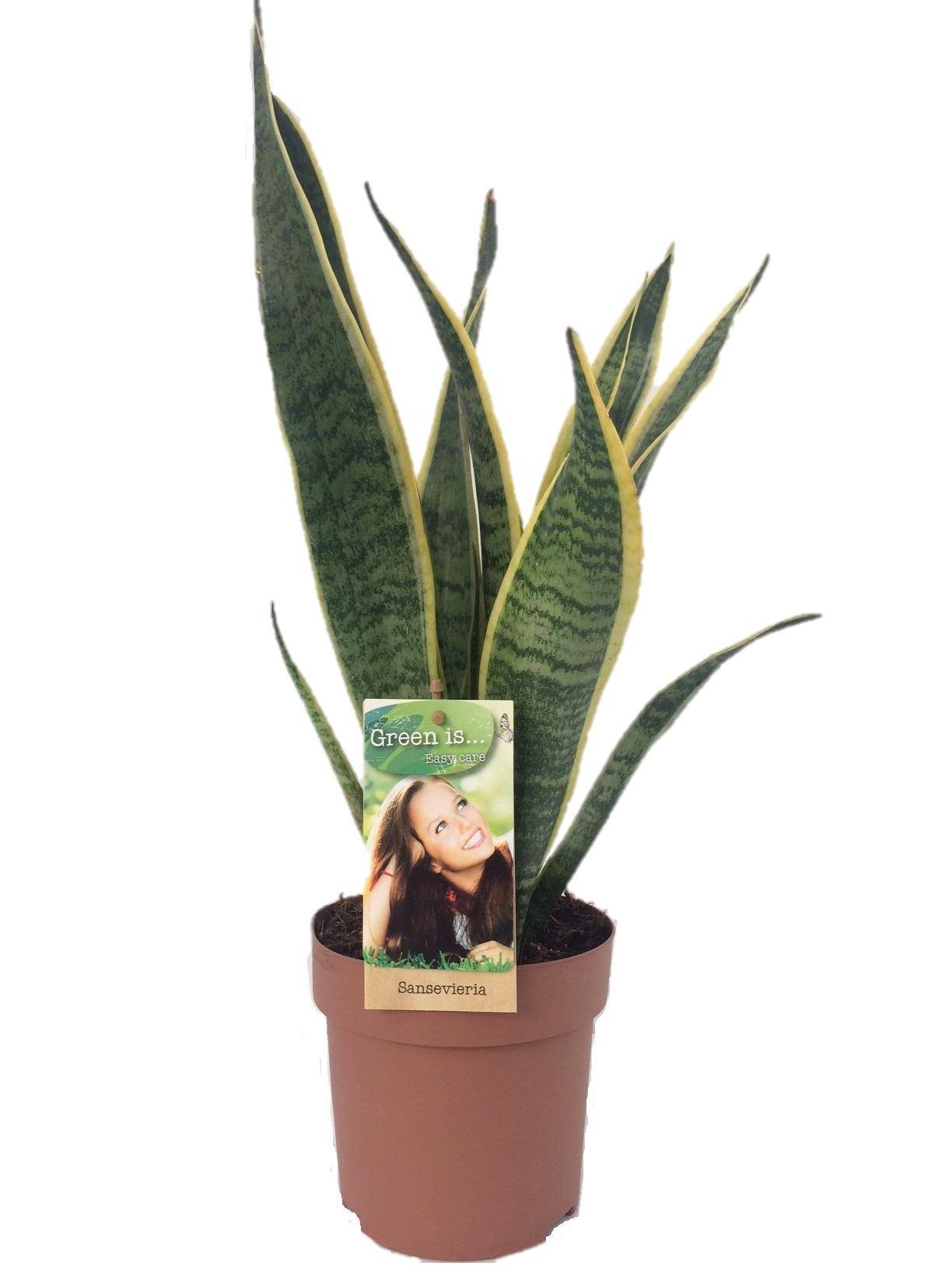 Sansevieria Laurentii - D14 H50cm
