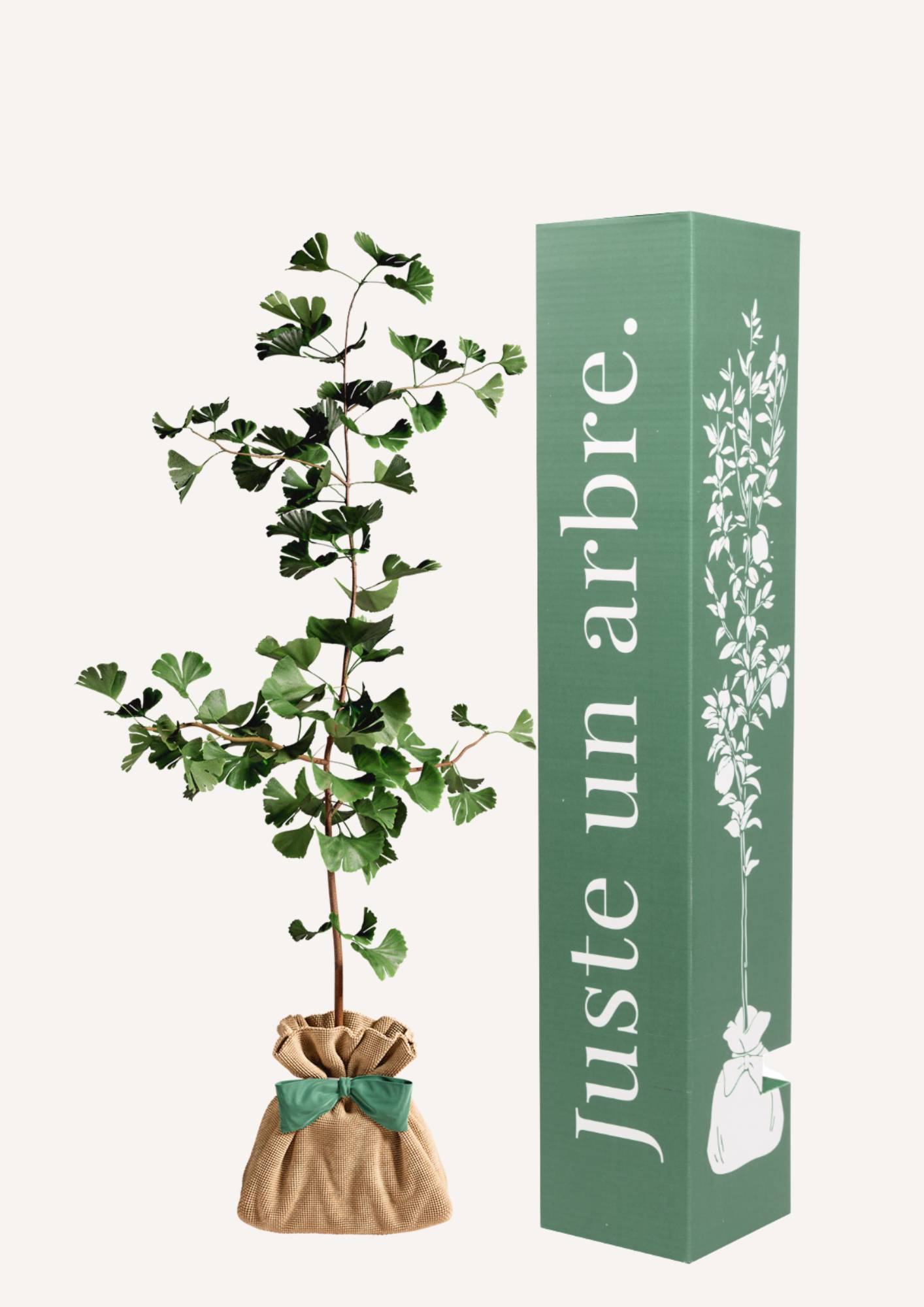 Juste Un Arbre - JUSTE UN ARBRE. – Ginkgo biloba 'Arbre aux quarante écus' | Cadeau symbolique pour naissance, mariage, anniversaire – Arbre résilient, adapté aux…