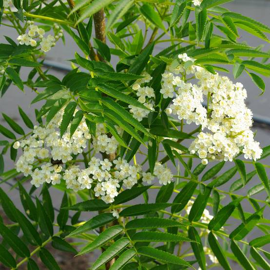 Sorbus wilfordii - Sorbier du Japon Pot de 7,5L/10L