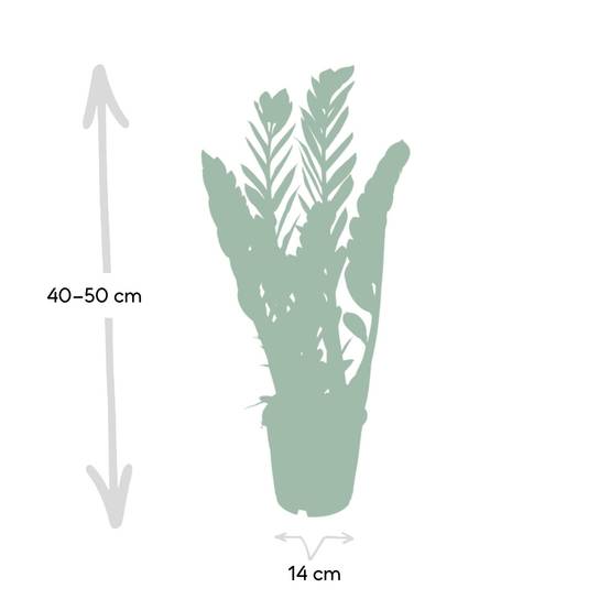 Zamioculcas Zamiifolia - D14 H50cm - Image 4