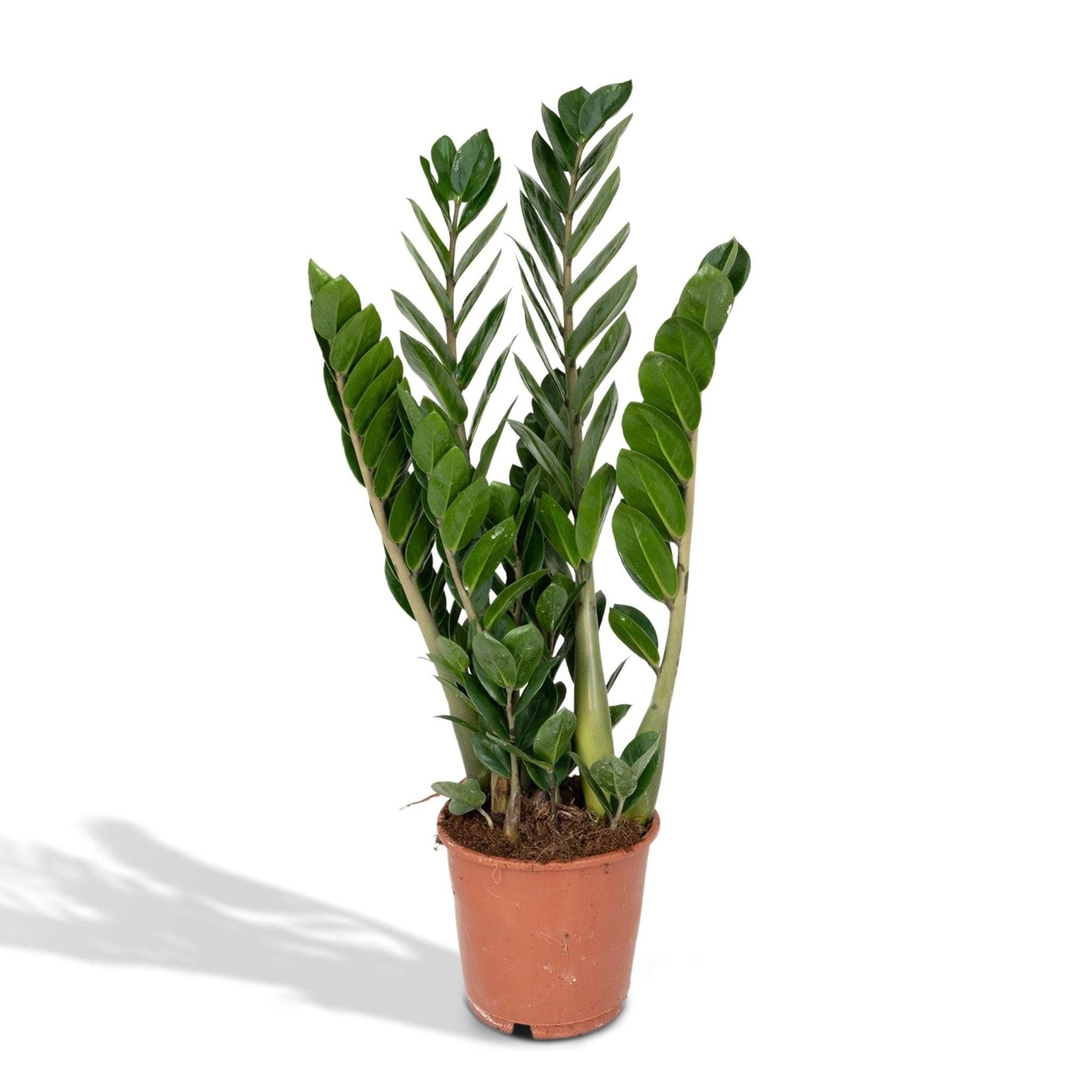 Zamioculcas Zamiifolia - D14 H50cm - Image 1
