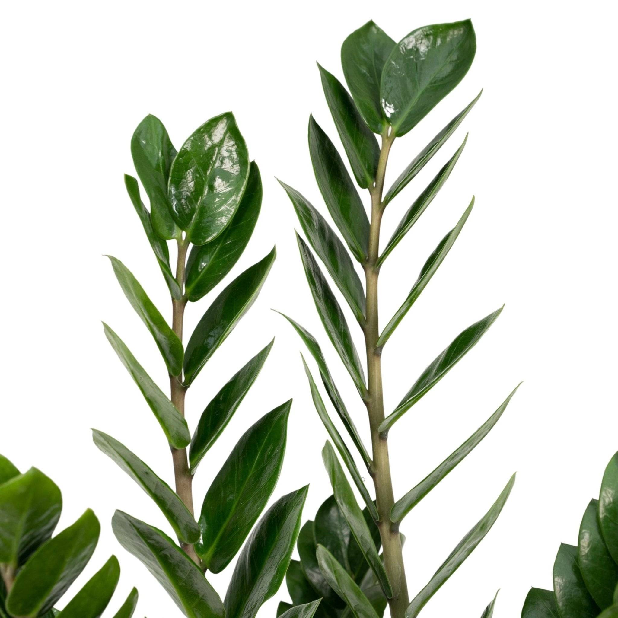 Zamioculcas Zamiifolia - D14 H50cm - Image 3