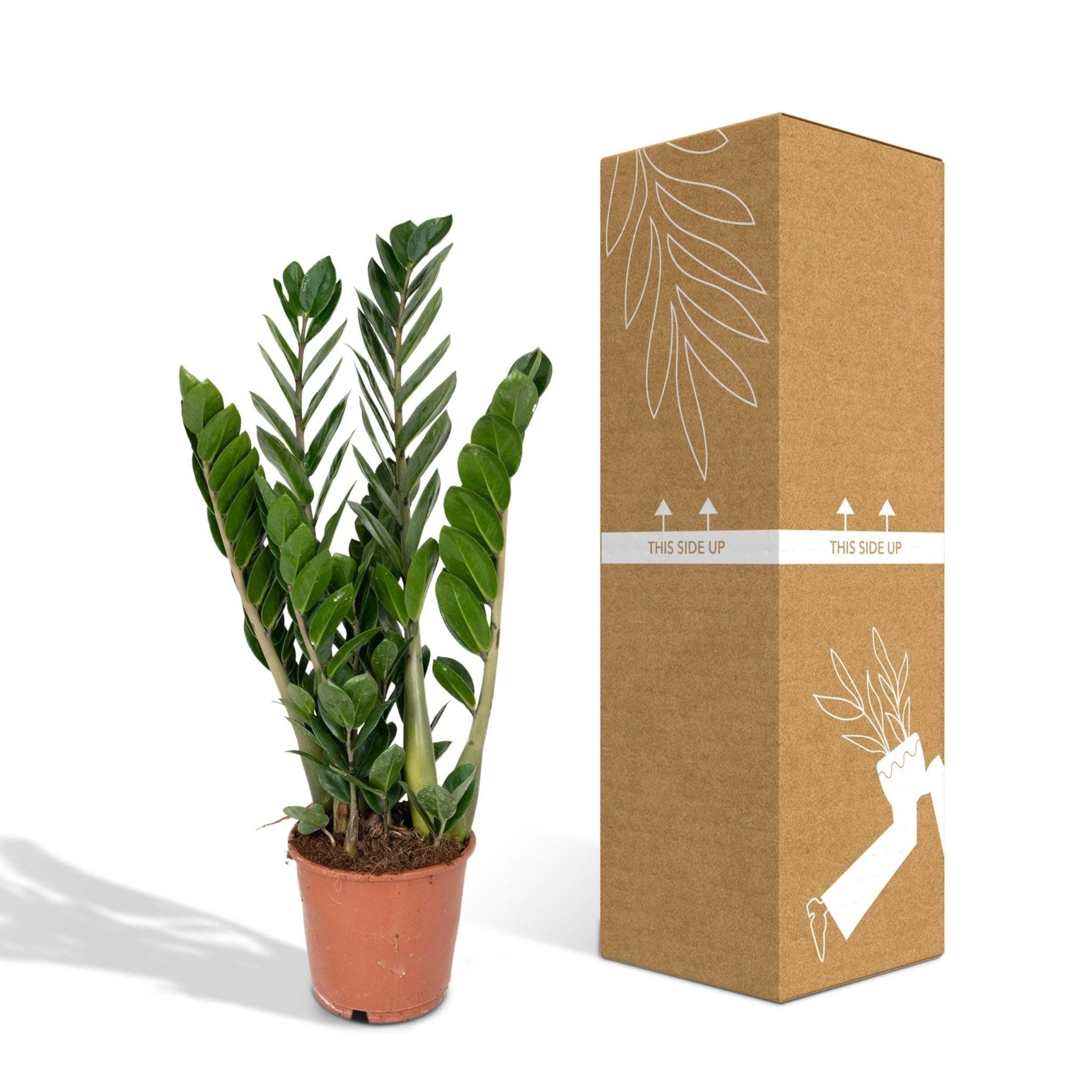 Zamioculcas Zamiifolia - D14 H50cm - Image 5