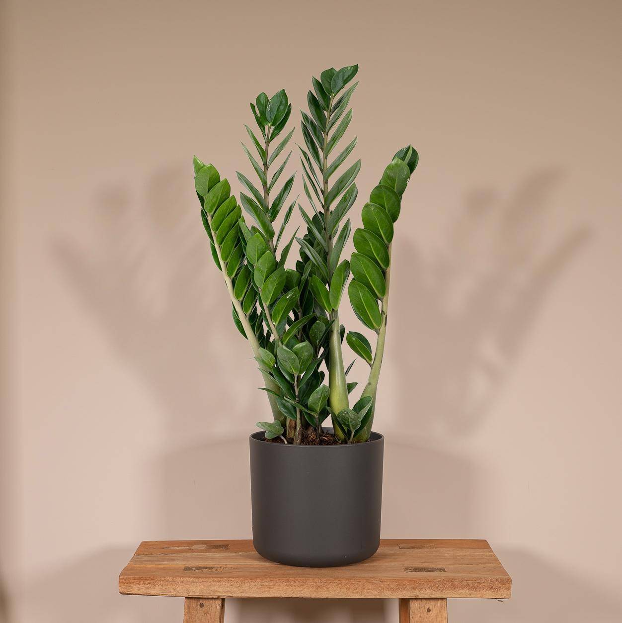Zamioculcas Zamiifolia - D14 H50cm - Image 2
