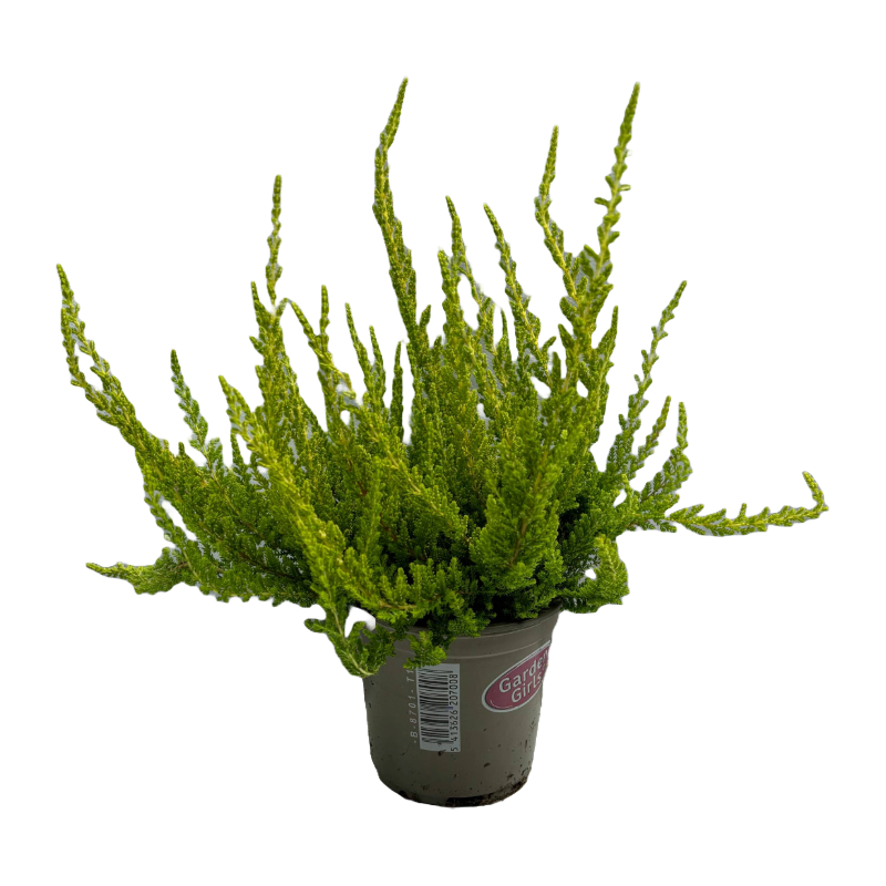 Horti-Flandre - Bruyere calluna Garden girls vert Pot 10.5cm