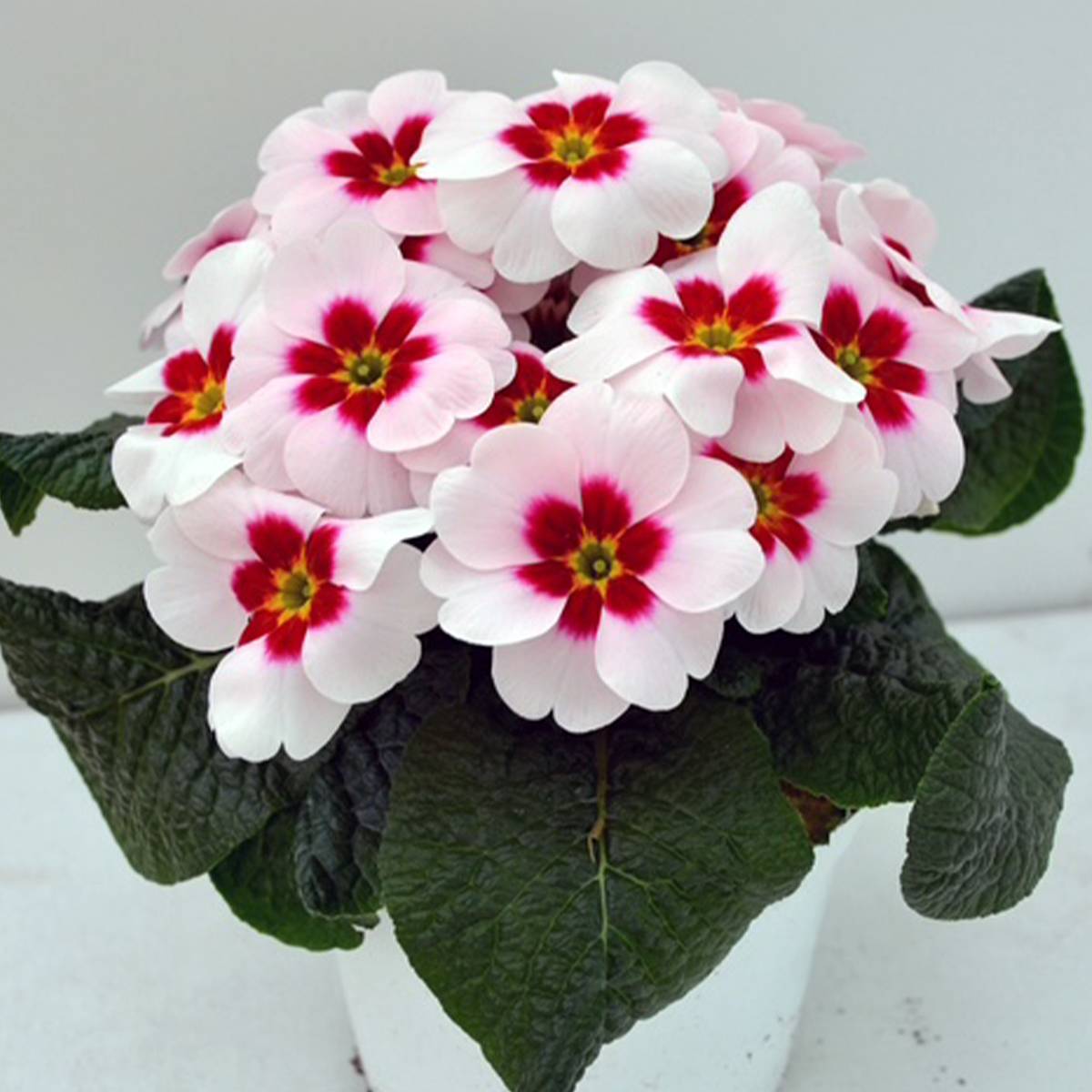 Promesse de Fleurs - Primevère Japan  - Primula polyanthus Mini-motte Ø 1,5/2,5 cm