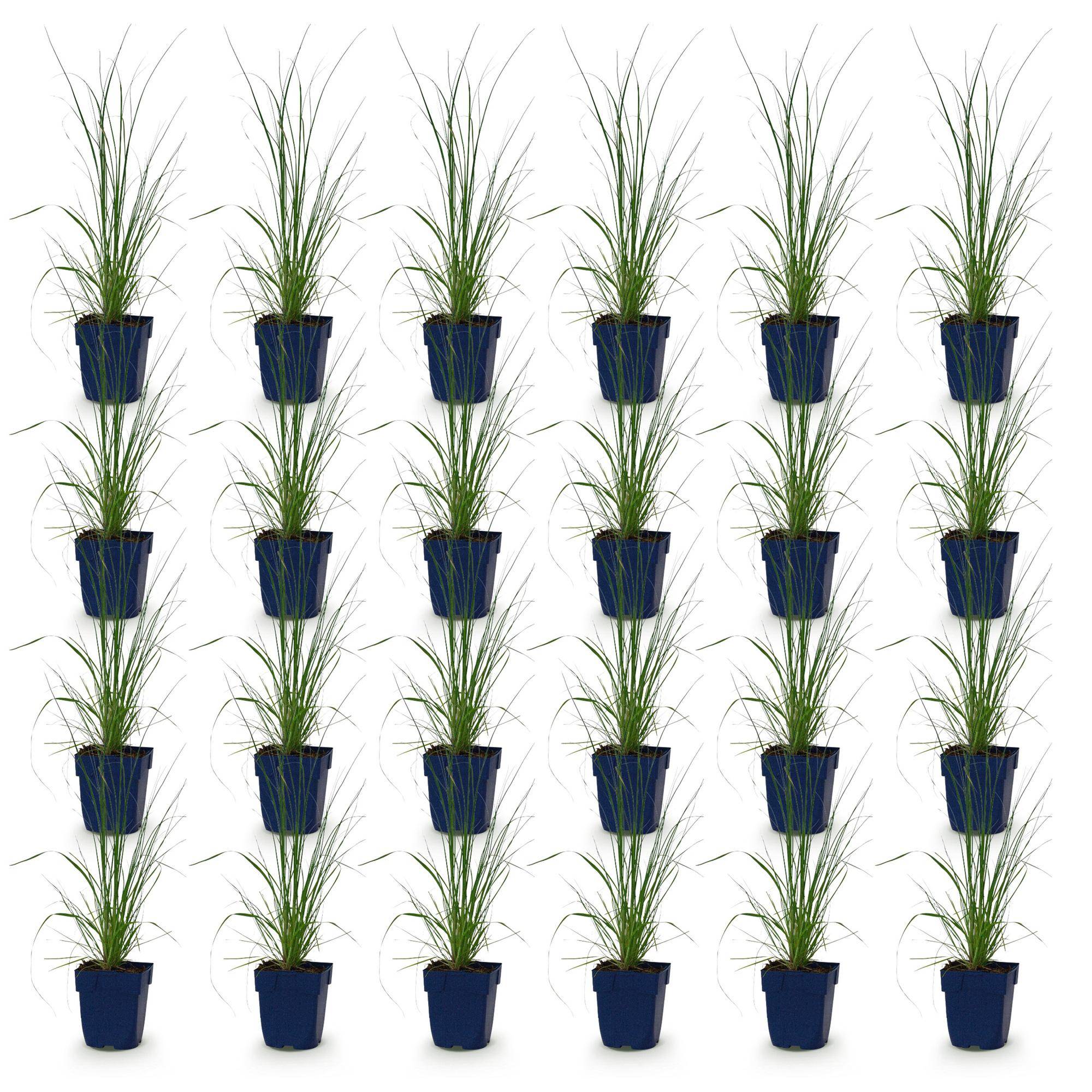 Herbe de la pampa naine 'Pumila' (Cortaderia selloana) - graminée à plumets - Pot 11 cm - Hauteur 25 cm - 24 plants - Plantes d'intérieur - Image 2