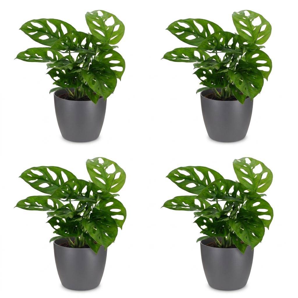 Monstera adansonii - avec pot gris - lot de 4 - Ø12cm - ↕25cm - Plantes d’intérieur - Image 2