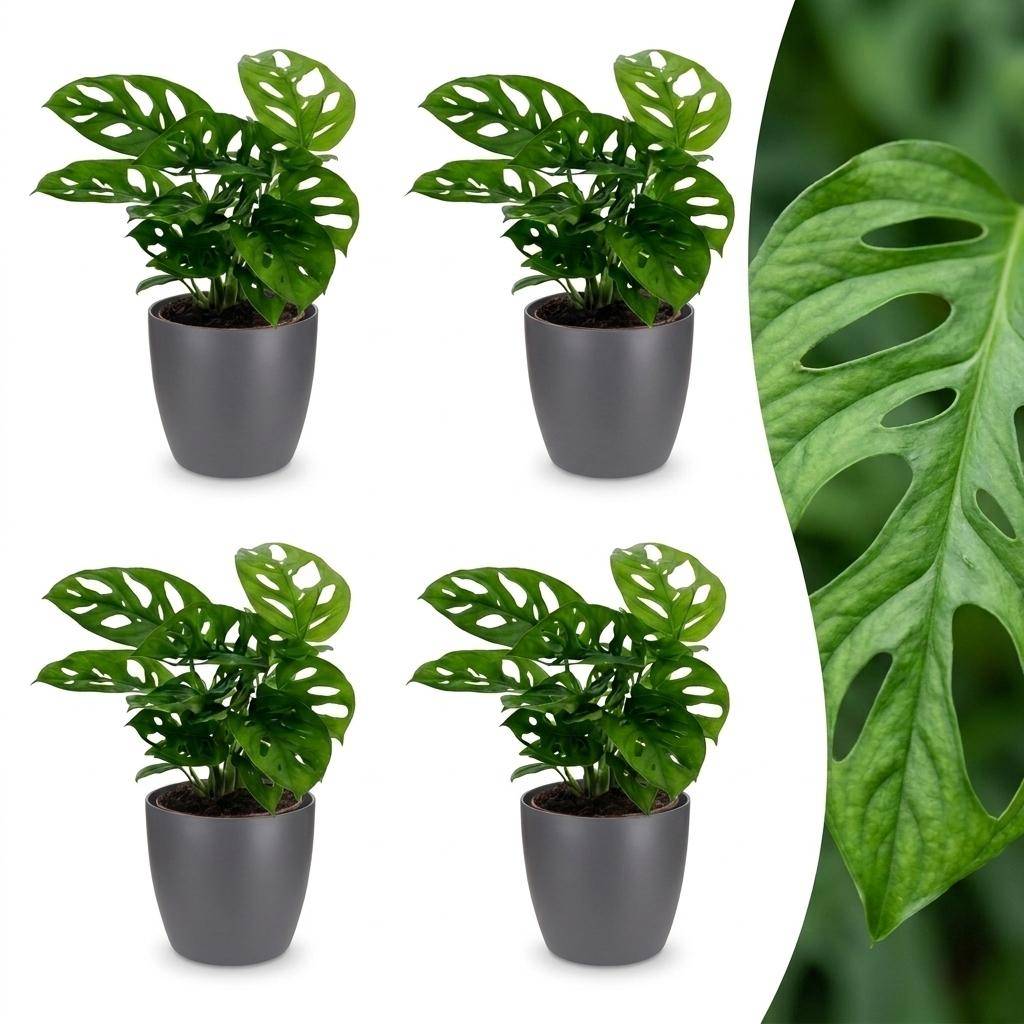 Monstera adansonii - avec pot gris - lot de 4 - Ø12cm - ↕25cm - Plantes d’intérieur