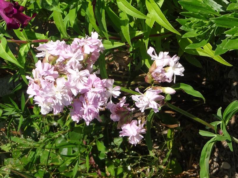 Saponaria officinalis Rosea Plena - Saponaire officinale semi-double rose clair Godet de 8/9 cm - Image 1