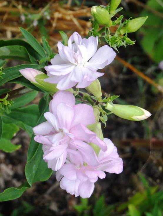 Saponaria officinalis Rosea Plena - Saponaire officinale semi-double rose clair Godet de 8/9 cm - Image 2