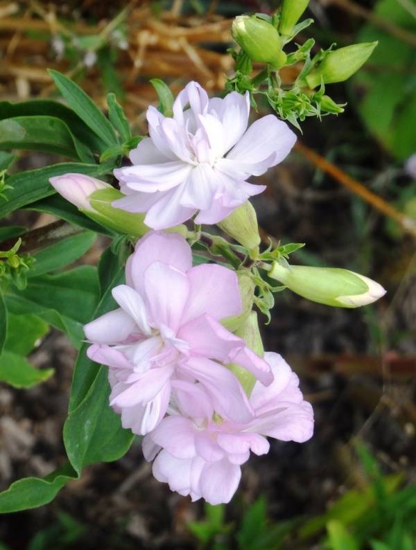 Saponaria officinalis Rosea Plena - Saponaire officinale semi-double rose clair Godet de 8/9 cm - Image 2