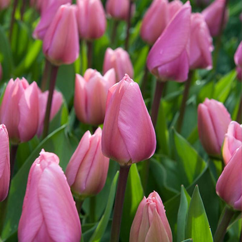 Promesse de Fleurs - Tulipe Darwin Big Love Bulbe calibre 11+ (par 10)