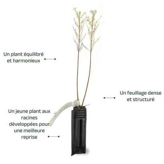 Tamaris d'été (Tamarix ramosissima) - Godet - Taille 20/40cm - Pépinières Naudet - Image 3