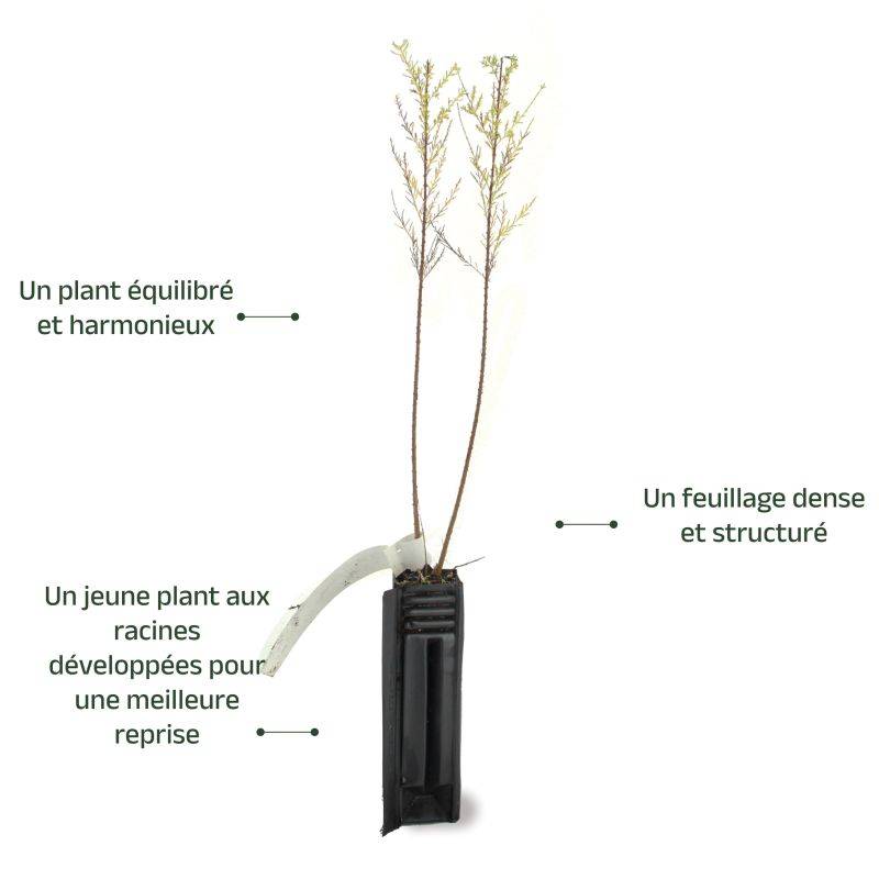Tamaris d'été (Tamarix ramosissima) - Godet - Taille 20/40cm - Pépinières Naudet - Image 3
