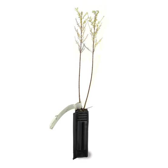 Tamaris d'été (Tamarix ramosissima) - Godet - Taille 20/40cm - Pépinières Naudet - Image 2