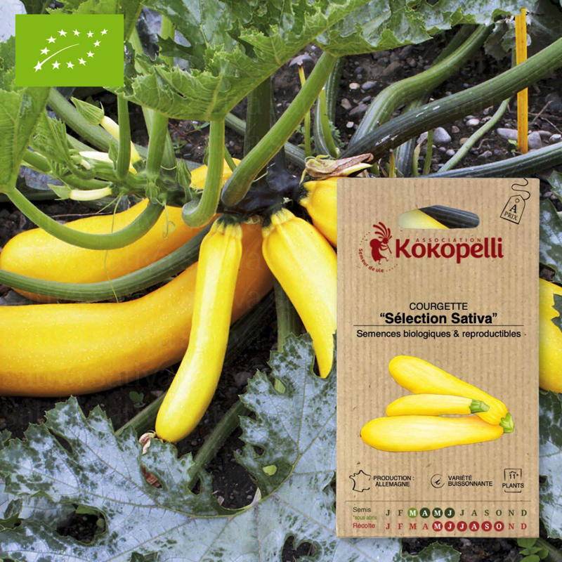 Graines bio à semer - Courgette Sélection Sativa- Association Kokopelli
