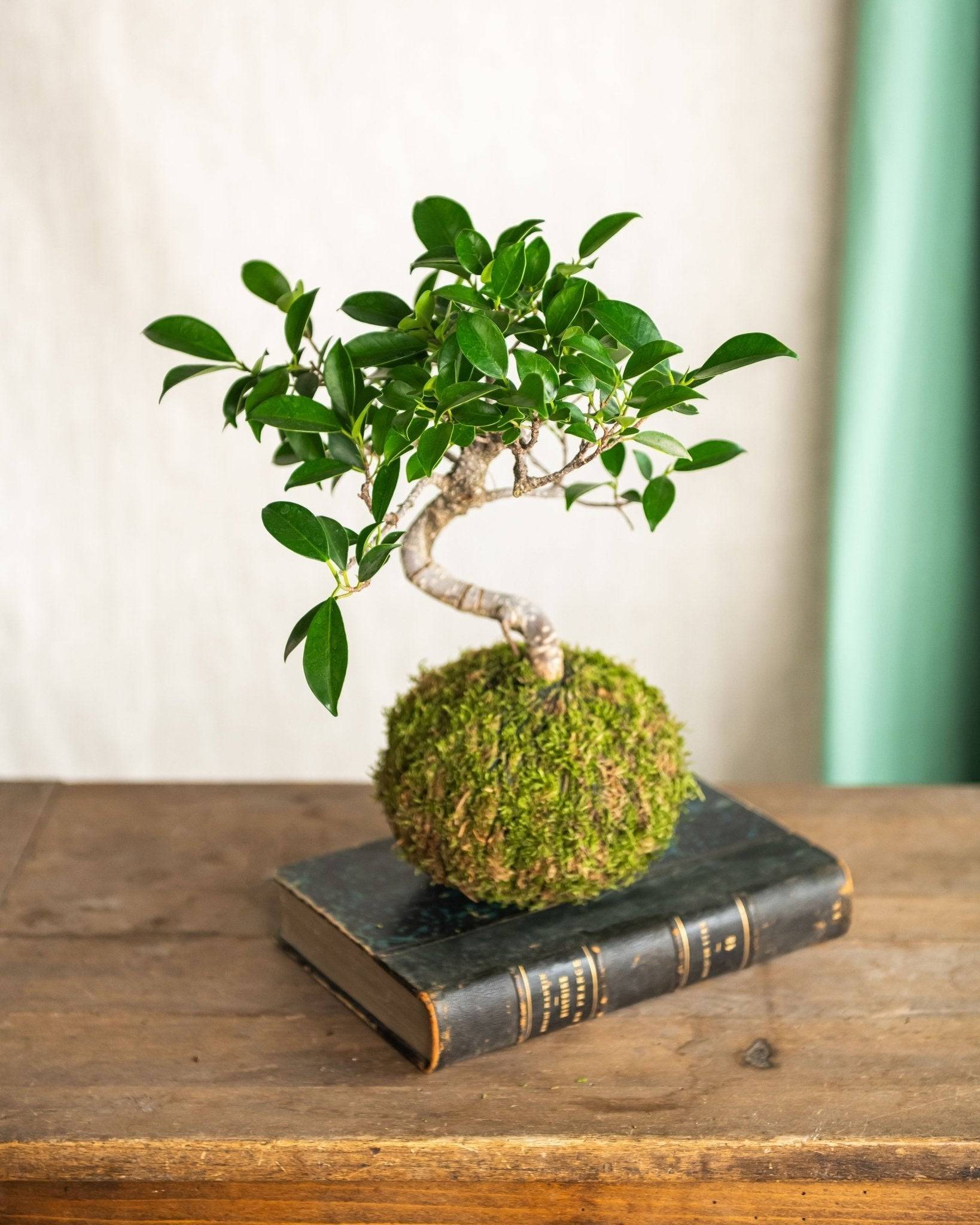 Kokedama - Bonsai Retusa- La Green Touch - Image 2